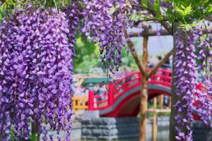 (LỄ 30/04) Tour Nhật Bản - Núi Fuji - Yamanashi - Tokyo -  Odaiba - Ngắm Hoa Tử Đằng